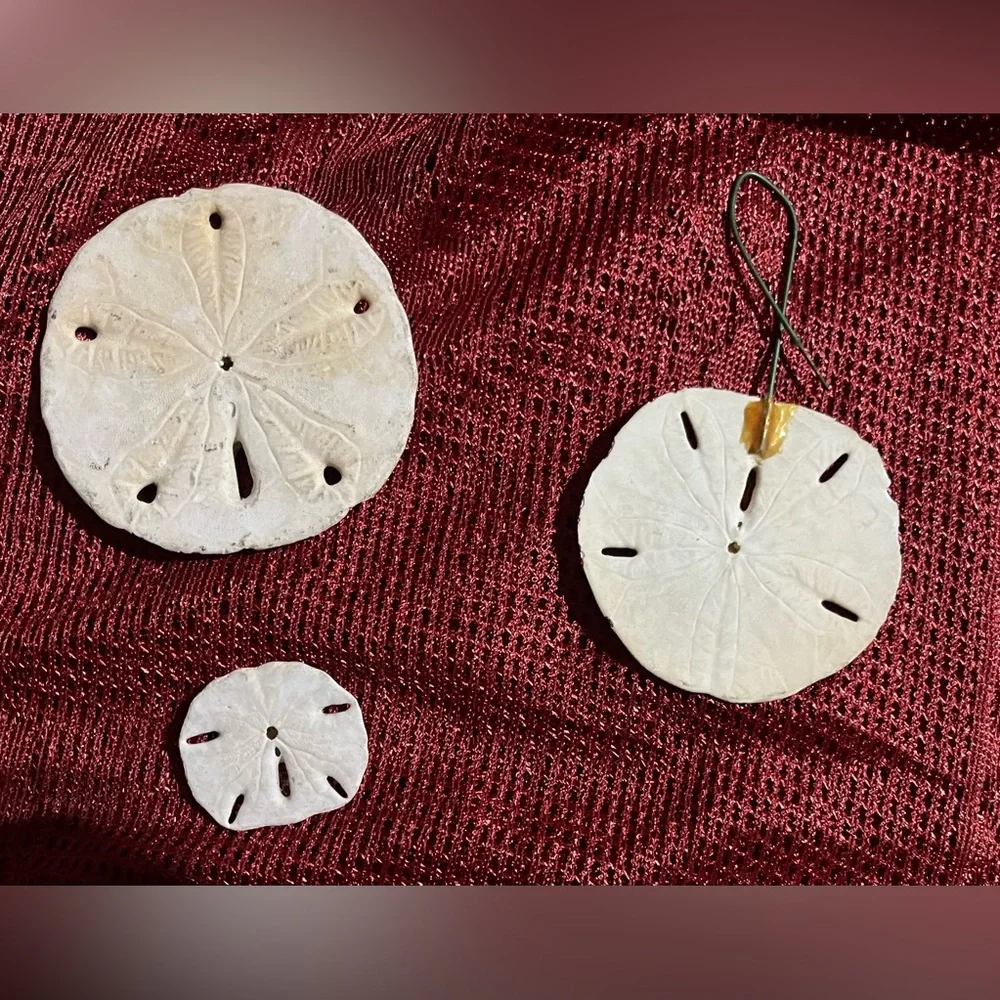 Collection of  Sand Dollars - Picture 8 of 10